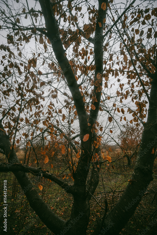Mystery and beautiful forest after the rain, misty and foggy weather in the woodlands,trees and the road to deep and dark woods , big trees , field near the big and beutiful trees, rainy mood ,travel Mystery and beautiful forest after the rain, misty and foggy weather in the woodlands,trees and the road to deep and dark woods , big trees , field near the big and beutiful trees, rainy mood ,travel