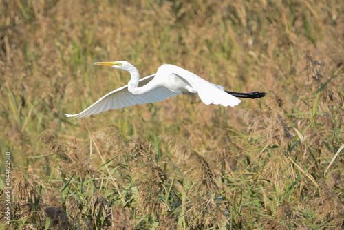 A close-up photo of a White Egret bird in flight.