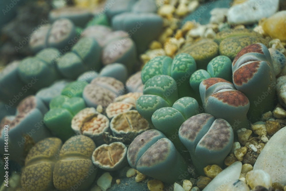 A close-up photo of Lithops plants. A close-up photo of Lithops plants.