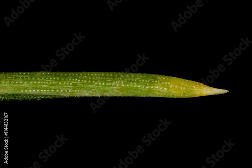 Black Pine (Pinus nigra). Acicular Leaf Apex Closeup