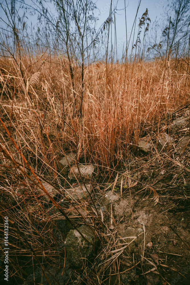 Fototapeta premium A little dryed river in the forest at morning time,clouds in the sky, misty and foggy weather.Forest after a rain.Orange grass and reed.Blue and grey sky, mystery field 