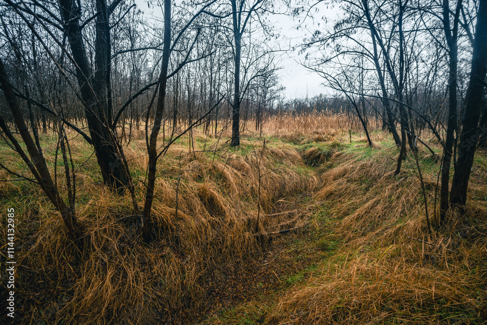 Obraz premium Mystery woodlands at the morning , rain in the forest,grass and leaves on the grond , fallen trees , blue and grey sky , stormy and misty weather 