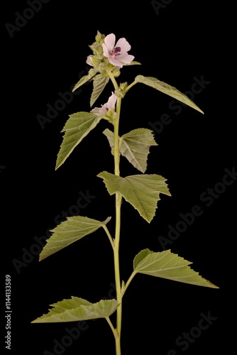 Marsh Mallow (Althaea officinalis). Habit photo