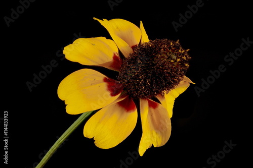 Clasping Coneflower (Rudbeckia amplexicaulis). Flowering Capitulum Closeup