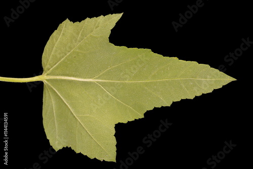 Royal Mallow (Malva trimestris). Leaf Closeup