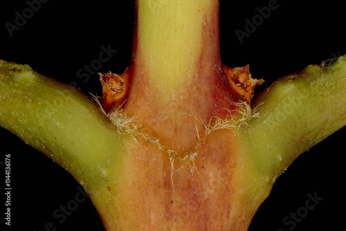 Trumpet Vine (Campsis radicans). Axillary Buds Closeup