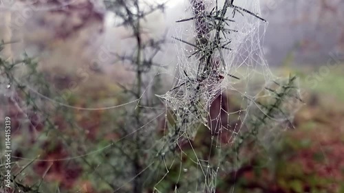 Spiderweb on the sparky shrubs- spider cobweb on misty blurred backdrop photo