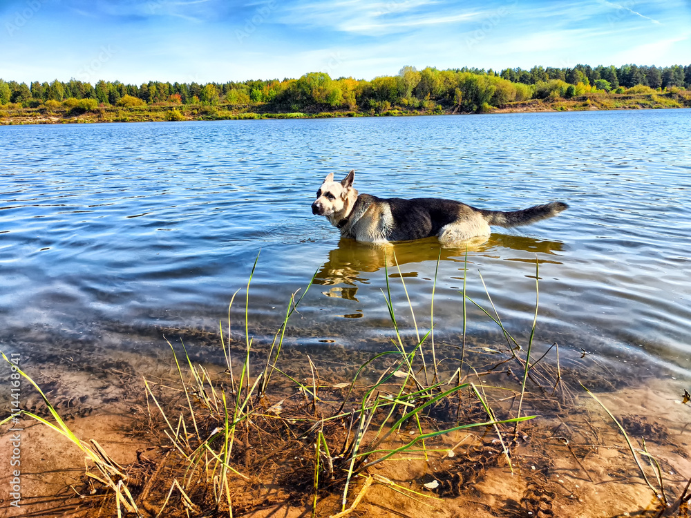 A German Shepherd wades in the shallow waters of a serene river surrounded by lush greenery during a sunny afternoon A German Shepherd wades in the shallow waters of a serene river surrounded by lush greenery during a sunny afternoon