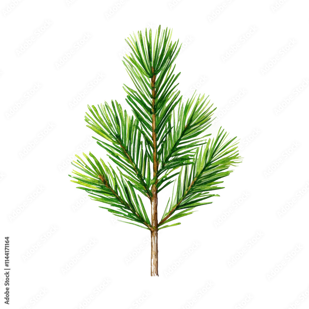 Detailed Watercolor of a Pine Tree Branch Detailed Watercolor of a Pine Tree Branch