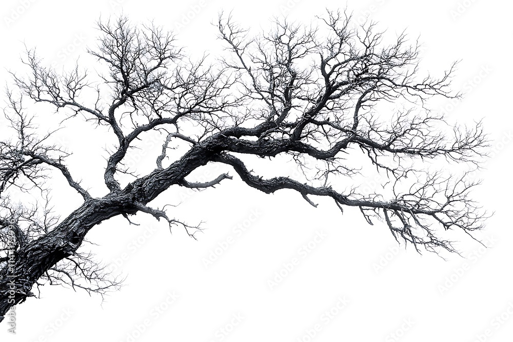 Obraz premium Tree without leaves, with dry bare branches watercolor illustration. Gothic driftwood Halloween decoration. Countryside isolated from background. For seasonal design winter, autumn.