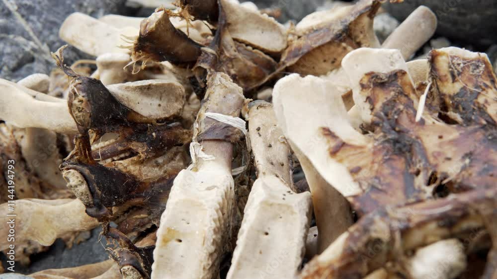 Dolphin carcass remains on rocky beach close up stock footage Dolphin carcass remains on rocky beach close up stock footage