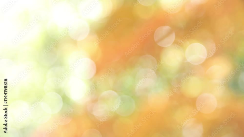 かえでの紅葉などのぼかし撮影 かえでの紅葉などのぼかし撮影