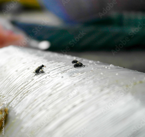 Flies caught in white glue traps