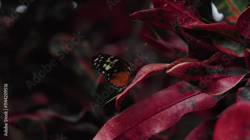 Heliconius ismenius butterfly resting on vibrant red leaf in a butterfly conservatory photo