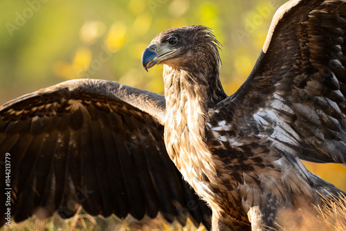 Eagle wingspan with autumn background