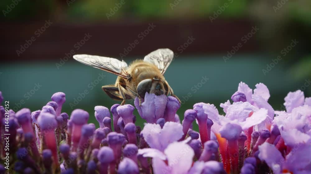 Bee collecting nectar on a Buddleia plant macro close up stock footage Bee collecting nectar on a Buddleia plant macro close up stock footage