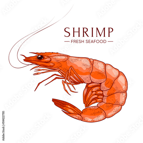 Fresh shrimp. Ocean prawn high detailed vector. Food market product, healthy meal. Fresh seafood illustration