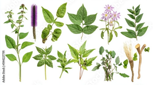 Wallpaper Mural Exploring traditional herbal medicine practices asia a comprehensive guide natural remedies wellness Torontodigital.ca