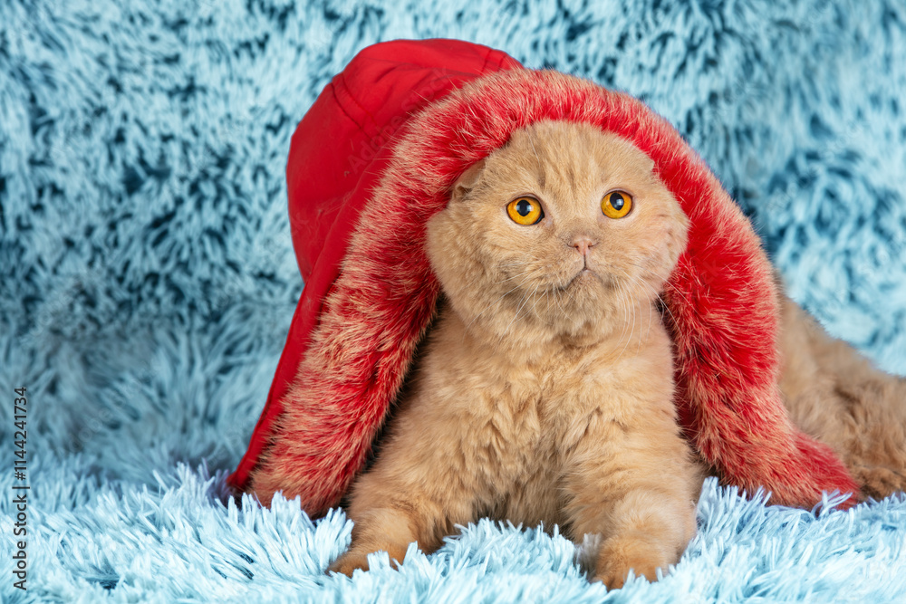 Cute funny cat in a red hood with fur sits on a blue blanket