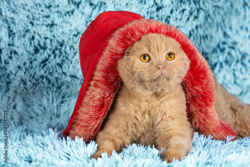 Obraz na płótnie Cute funny cat in a red hood with fur sits on a blue blanket w salonie