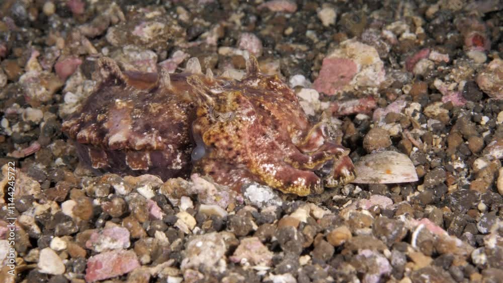 Flamboyant Cuttlefish - Ascararosepion pfefferi (female) is walking along the seafloor and looking for food. Lembeh Strait, Indonesia. Flamboyant Cuttlefish - Ascararosepion pfefferi (female) is walking along the seafloor and looking for food. Lembeh Strait, Indonesia.