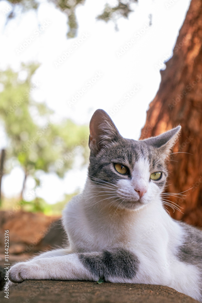 A cat resting on the pavement under shade on a warm summer day A cat resting on the pavement under shade on a warm summer day