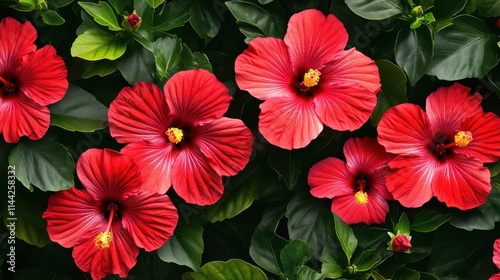 Wallpaper Mural Vibrant Red Hibiscus Flowers Surrounded by Lush Green Leaves Torontodigital.ca