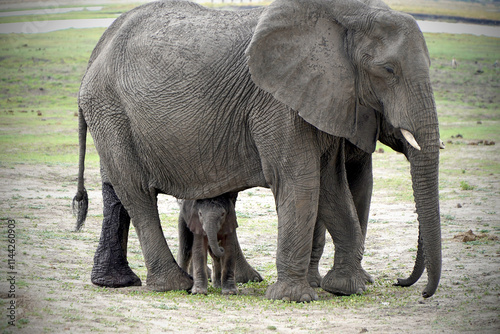 Canvas Print African elephants in a national park