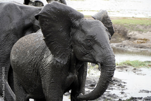 Photography African elephants in a national park