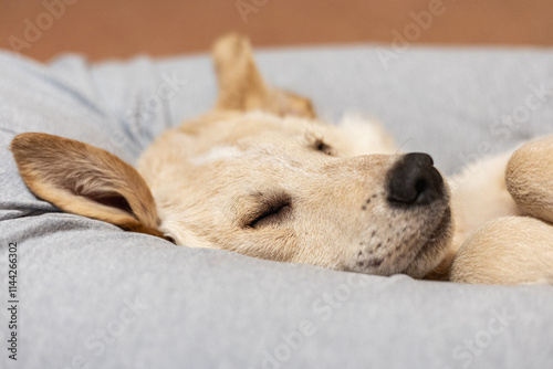 Tired sleeping cute puppy dog, golden retriever, labrador crossbreed resting in a gray bed.