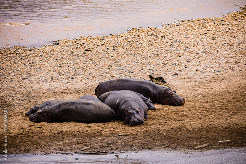 hippopotamus in the mud Maasai Mara National Game Reserve Park Savannah Grassland Great rift valley wilderness nature fauna wild wildlife Narok County Kenya East Africa landscapes safaris travels disc photo