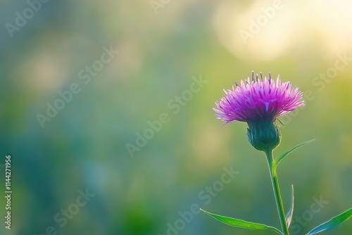 Knapweed Blossom Closeup in Blue and Pink Colors Against Green Background photo