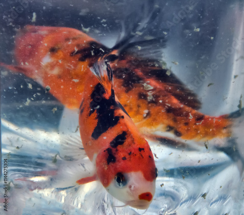 Goldfish or Golden carp (Japanese name is Koi fish, Nishikigoi, Cyprinus carpio haematopterus), photo