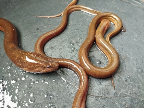 Monopterus albus or Eel Which is often found in rice fields in Asia photo