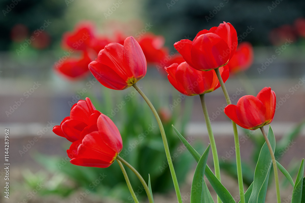Obraz premium red tulip flowers blooming in the garden. april freshness. beautiful nature background in spring. closeup view. romance symbol