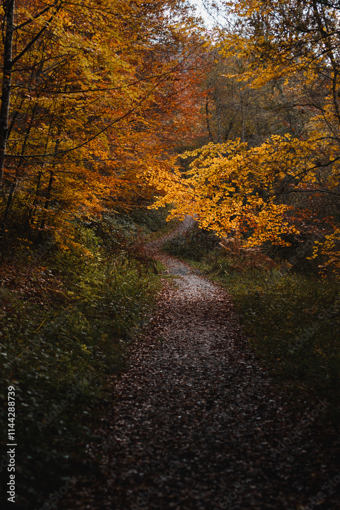 Obraz premium Vibrant golden forest path surrounded by autumn leaves in the Basque Country