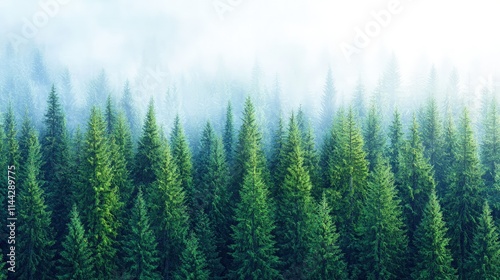 Misty mountain forest with lush green pine trees.