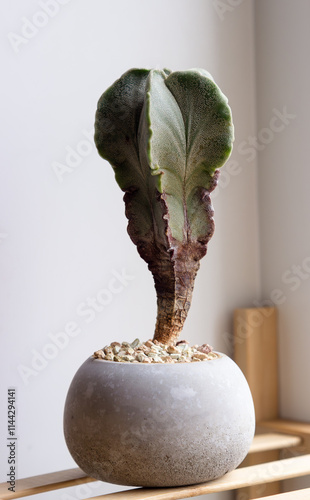 Astrophytum myriostigma