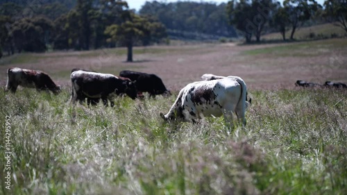 sustainable livestock farming with a cattle herd. Herd of cows grazing on lush regenerative pasture on a farm in Australia 