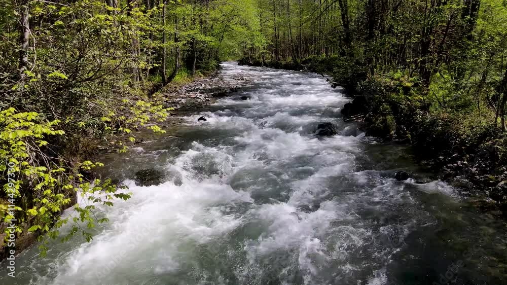 A footage of the river flowing through lush alder forests. Clean water source, clear waters.