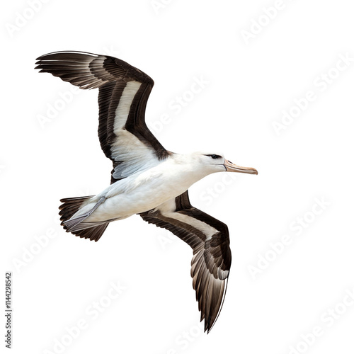 Majestic Albatross in Flight  photo