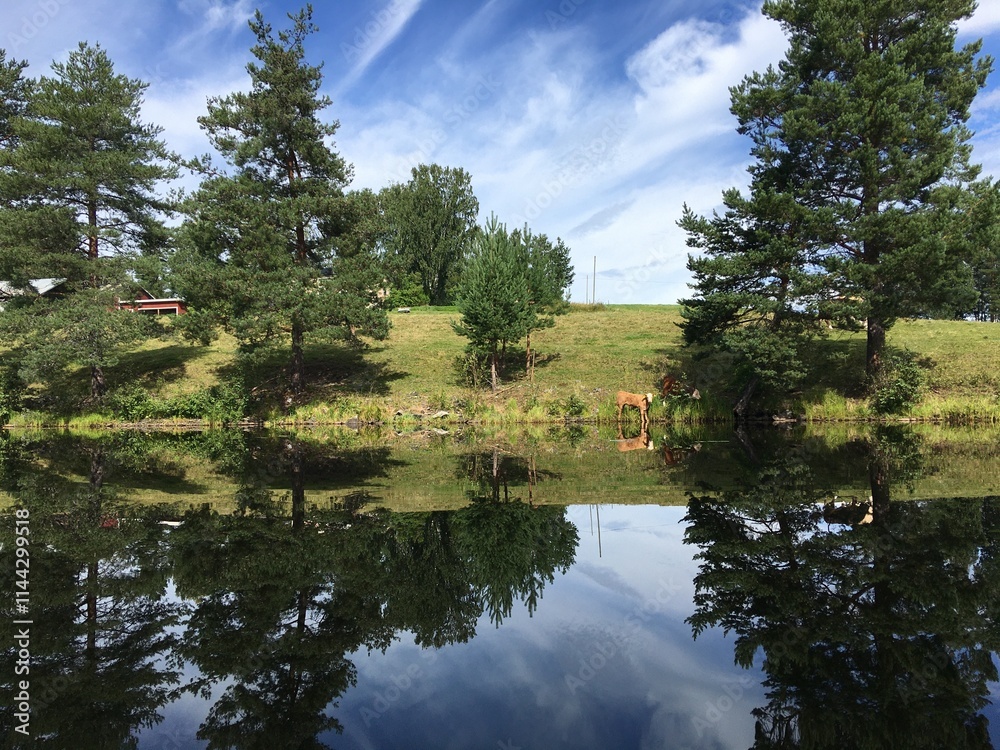 Obraz premium reflection of trees in the water