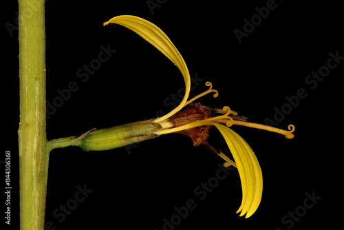 Przewalski's Leopardplant (Ligularia przewalskii). Flowering Capitulum Closeup photo