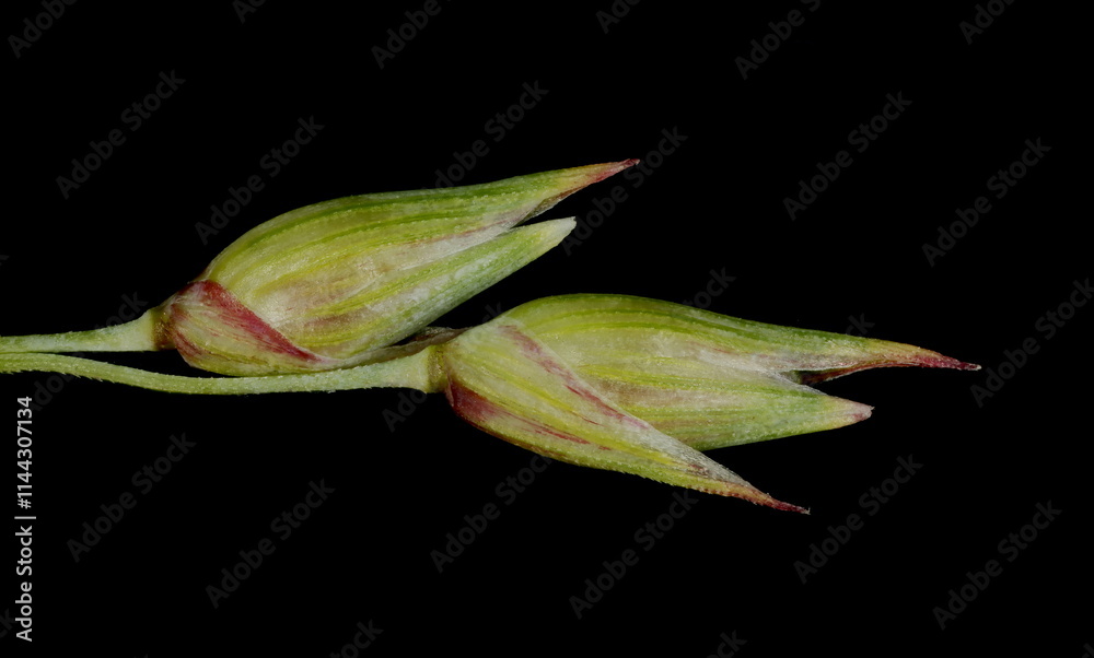 Switchgrass (Panicum virgatum). Spikelets Closeup Switchgrass (Panicum virgatum). Spikelets Closeup