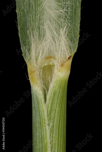 Switchgrass (Panicum virgatum). Ligule and Leaf Sheath Closeup photo