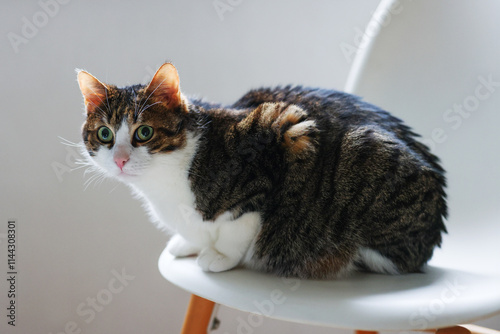 cute white gray tabby cat sit over chiar on isolate background. Copy space photo