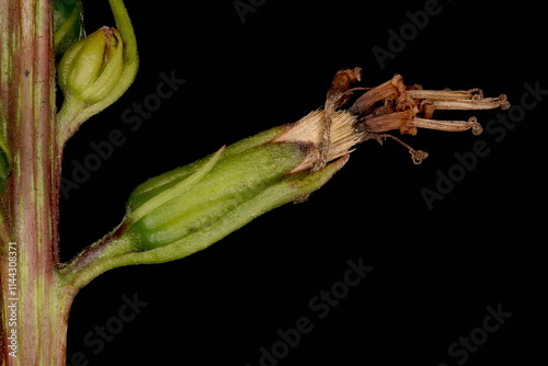 Narrow-Headed Leopard Plant (Ligularia stenocephala). Fruiting Capitulum Closeup photo