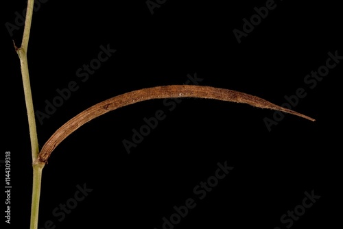 Fenugreek (Trigonella foenum-graecum). Mature Fruit Closeup