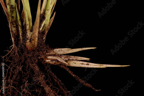 Feathertop Grass (Cenchrus longisetus). Rhizomes Closeup photo