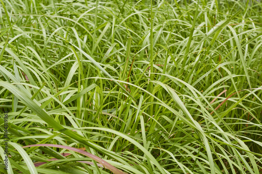 The grasses leaves The grasses leaves